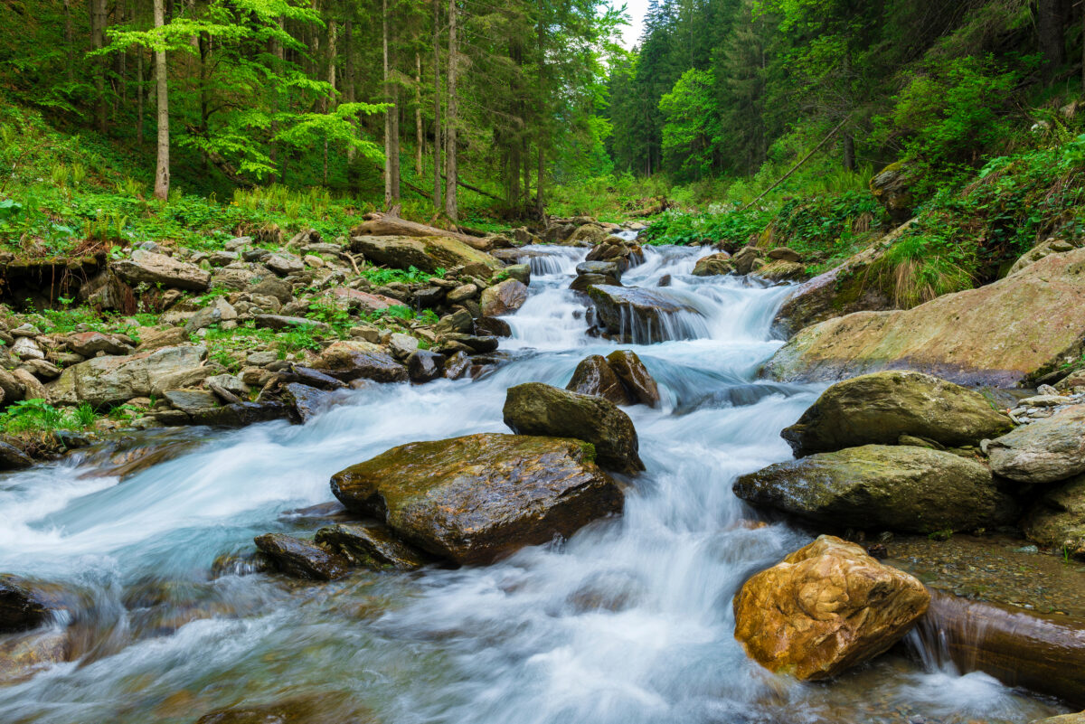 A clear, fast-flowing creek cascades over large rocks in a lush green forest, with tall trees lining the stream.